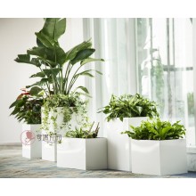 專注室內(nèi)綠植服務(wù)8年，綠植租賃，免費(fèi)養(yǎng)護(hù)，一站式商務(wù)空間